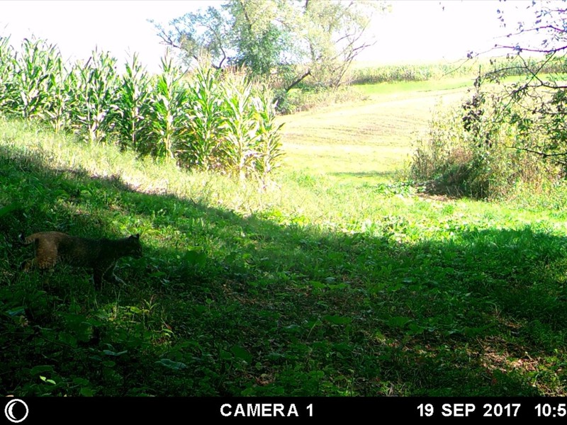 A Bobcat caught on the trail cam at Winnebago Valley Hideaway