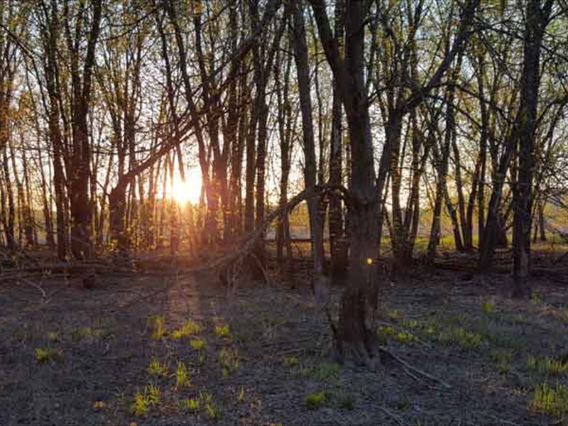 Sun through the woods at Winnebago Valley Hideaway
