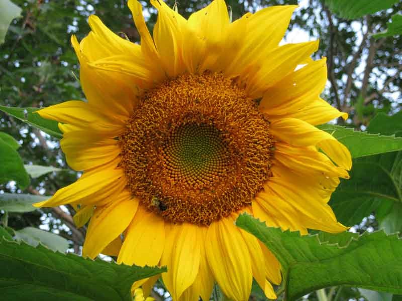 Sunflower at  Winnebago Valley Hideaway
