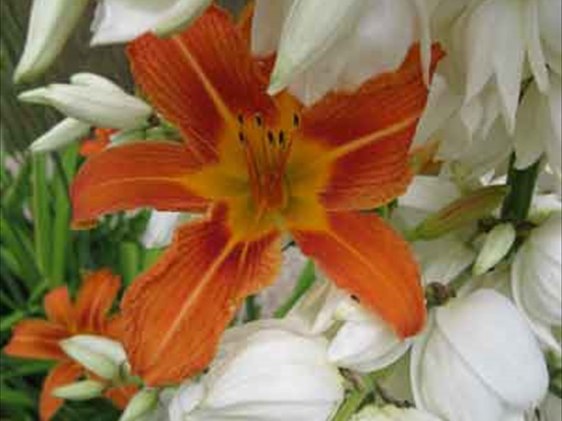 Tiger-lilly at  Winnebago Valley Hideaway