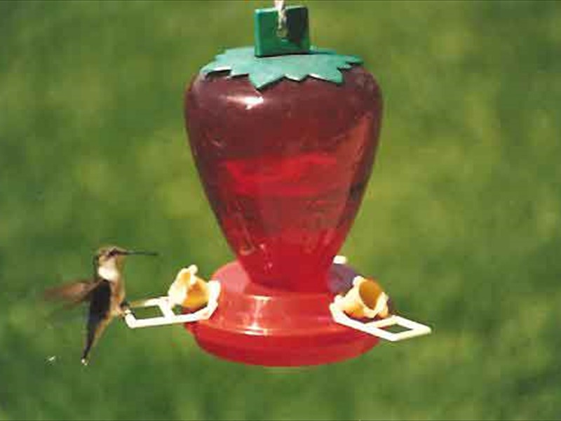 WVH-humming-bird at  Winnebago Valley Hideaway
